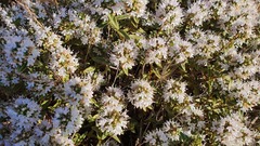 Thymus syriacus