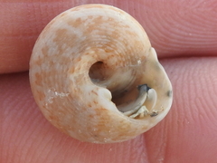 Agathistoma fasciatum