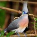 Crested Coua - Photo (c) Luciano 95, some rights reserved (CC BY-NC-SA)