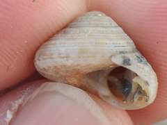 Agathistoma fasciatum