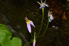 Primula utahensis