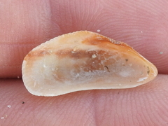 Brachidontes modiolus