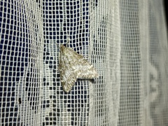 Evergestis sophialis