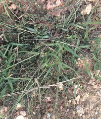 Dactyloctenium aegyptium