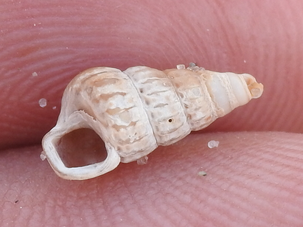 Turbonilla curta