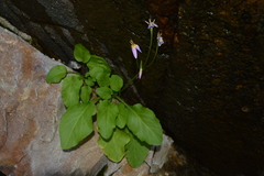 Primula utahensis