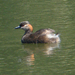 Madagascar Grebe - Photo (c) Werner Witte, some rights reserved (CC BY-NC)