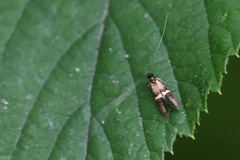 Nemophora associatella
