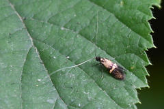 Nemophora associatella