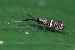Nemophora associatella