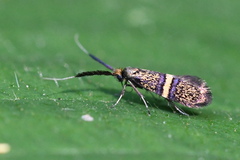 Nemophora associatella