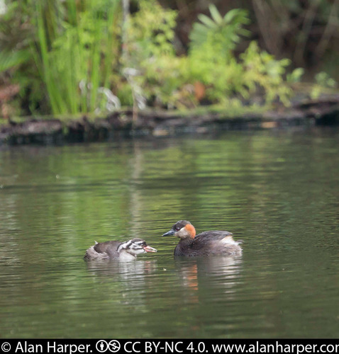 Madagascar Grebe