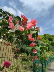 Bougainvillea