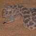 Sahara Sand Viper - Photo (c) Alexandre Roux, some rights reserved (CC BY-NC-SA)