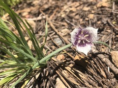 Calochortus elegans nanus
