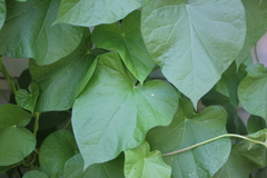 Ipomoea purpurea