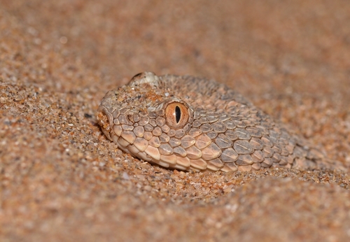 Sahara Sand Viper