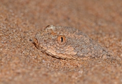 Sahara Sand Viper photo 2