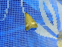 Udea alpinalis