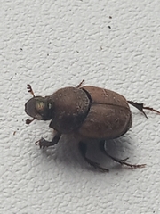 Onthophagus coenobita