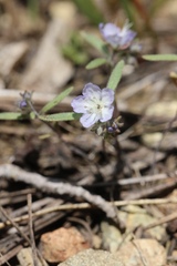Phacelia pringlei