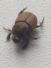 Onthophagus coenobita