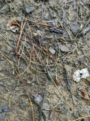 Crocus angustifolius