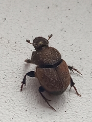 Onthophagus coenobita