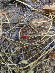 Crocus angustifolius