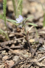 Phacelia pringlei