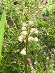 Pyrola media