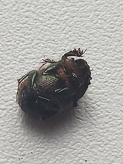 Onthophagus coenobita