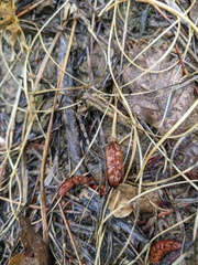 Crocus angustifolius
