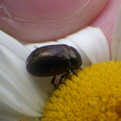 Chrysolina marginata