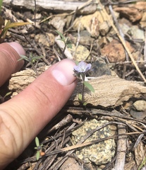 Phacelia pringlei