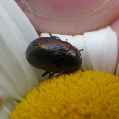 Chrysolina marginata