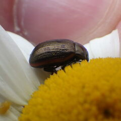 Chrysolina marginata