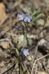Phacelia pringlei