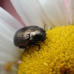 Chrysolina marginata