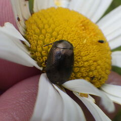 Chrysolina marginata