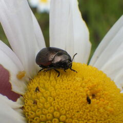 Chrysolina marginata