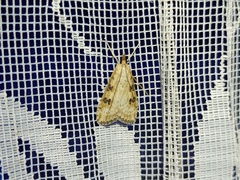 Udea costalis maurinalis