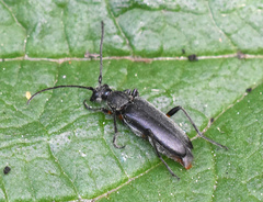 Grammoptera abdominalis