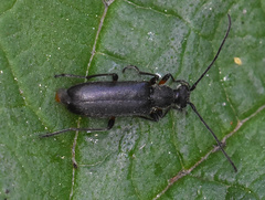 Grammoptera abdominalis