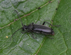 Grammoptera abdominalis