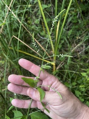 Verbena scabra