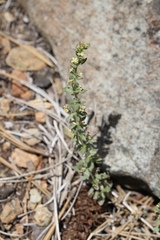 Galium serpenticum