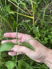 Verbena scabra