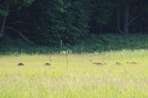 Sandhill Crane photographed in Michigan
