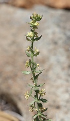 Galium serpenticum